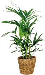 Bloomique - Howea Forsteriana - Kentia Palme - Zimmerpflanzen - Pflegeleicht - Haustierfreundlich - Höhe 90-100 Cm - Mit Rotan Korb 19 Cm