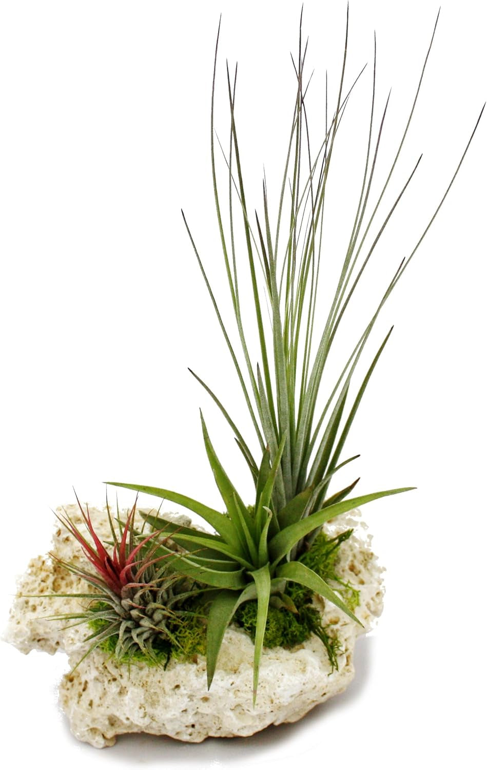 Exotenherz Tillandsien Auf Sansibar-Rock - XL - 3 Pflanzen