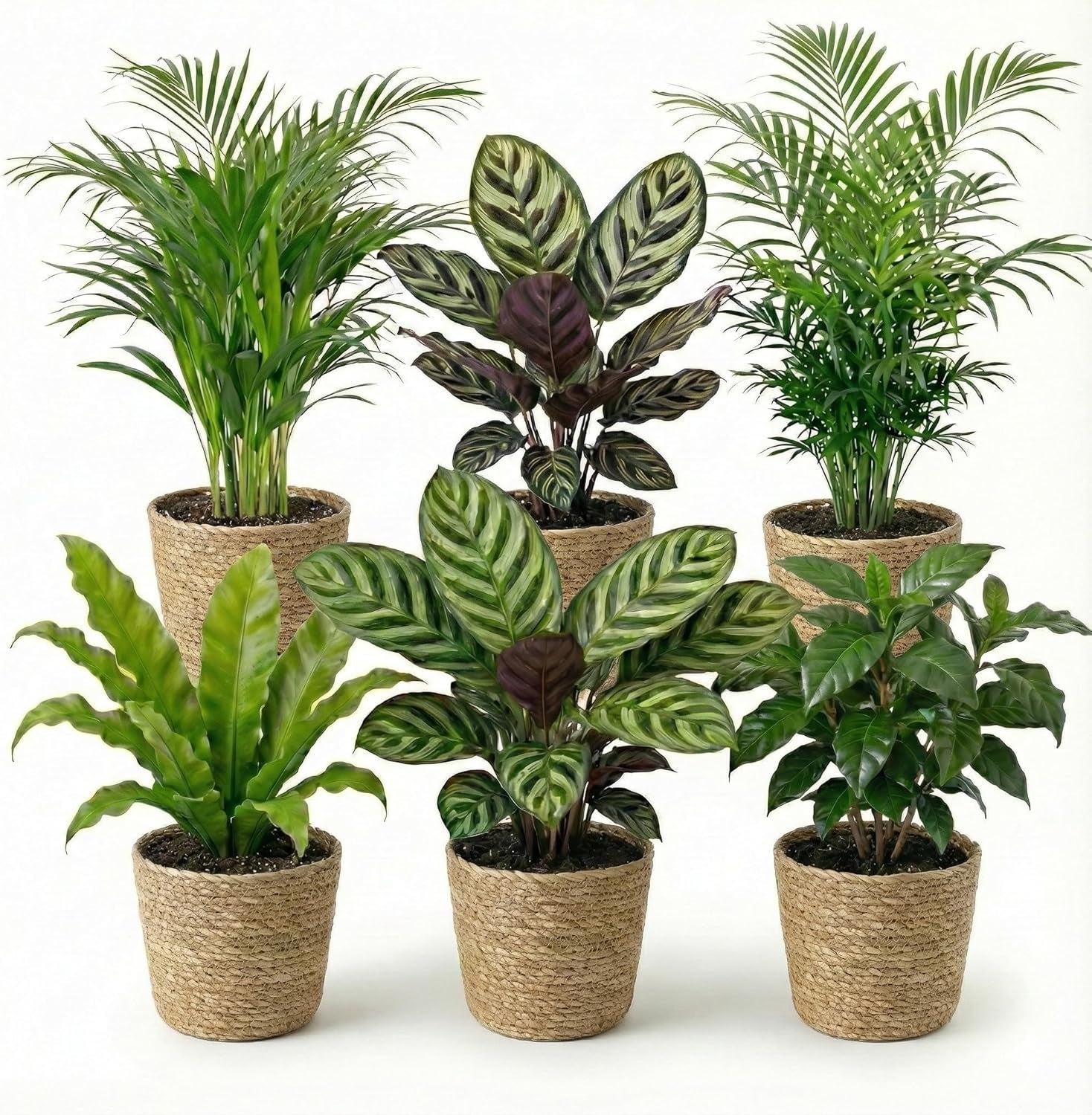 Luftreinigende Pflanzen – 6Er Set Echte Zimmerpflanzen Mit Seegras Töpfen – Tierfreundliche Und Pflegeleichte Grünpflanzen – Ideal Für Wenig Licht – Ø 12 Cm ↥ 40 Cm