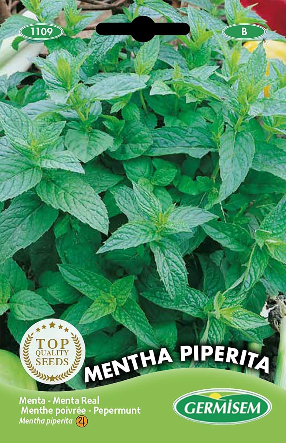 Pfefferminze MENTHA PIPERITA, Mehrfarbig, EC1109