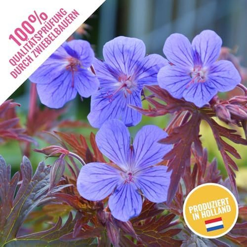 Kolekce Super Trvalka Geranium (10 rostlin/kořenů) Odolná směs 5 odrůd, velké vytrvalé hybridy z Holandska, pro zahradu, vrstvy květin (bez semen, bez umělých cibulovin)
