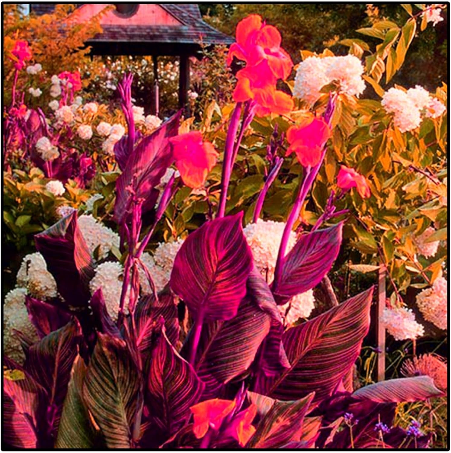 Směs cibulovin, mysteriózní kouzelná cibulka, mrazuvzdorná výsadba, mrazuvzdorná trvalka, mrazuvzdorné cibuloviny – 3 cibule orchidejí