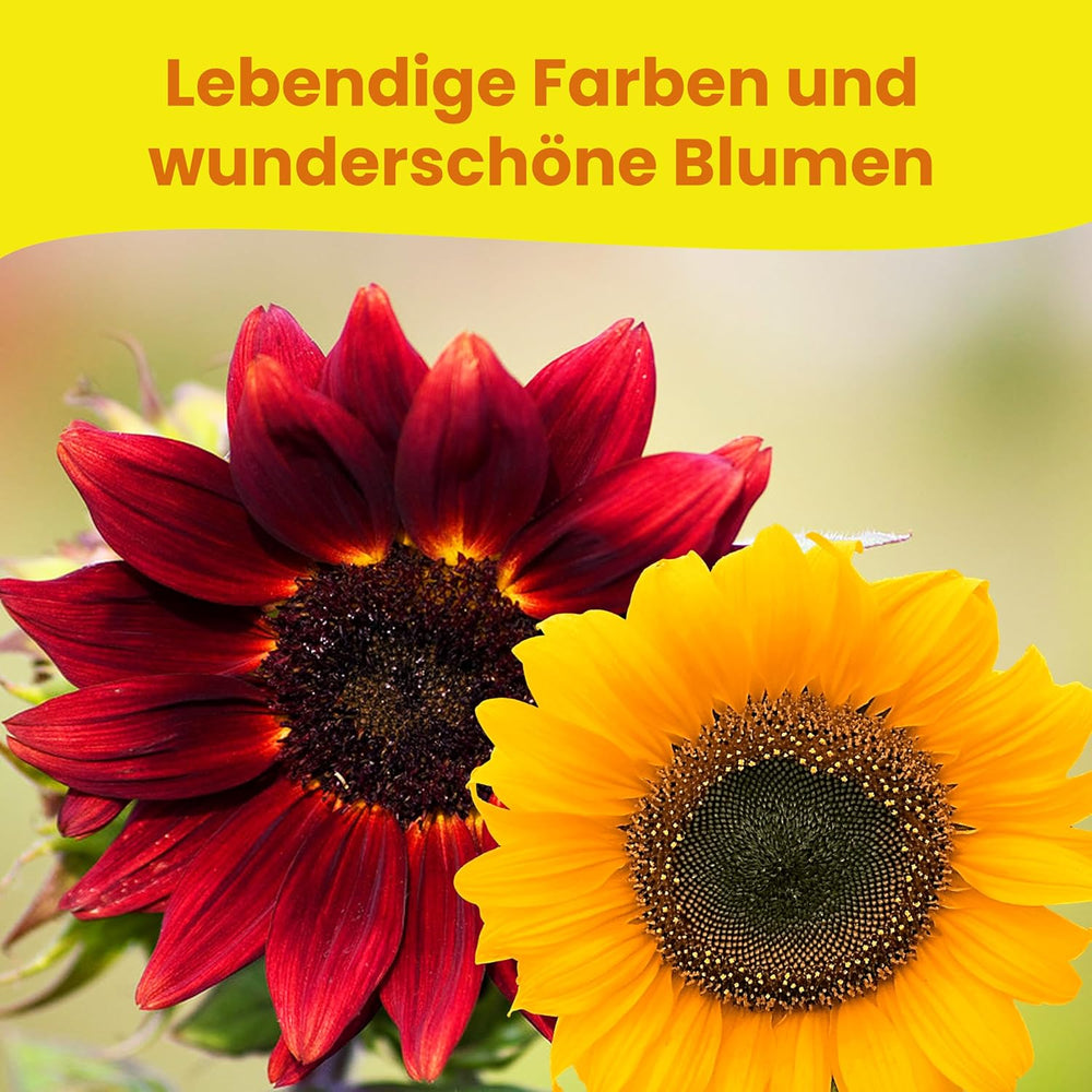 LERAVA® Sonnenblumen Samen Set (4 druhy) - Riesige gelbe & rote Sonnenblume - Zwerg und Sungold Teddy - Premium Sonnenblumensamen für Garten und Balkon - Blumensamen Geschenk für Hobbygärtner