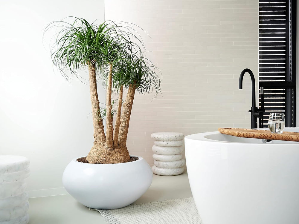 Bloomique - Beaucarnea Recurvata - Elefantenfuß - Zimmerpflanzen - Luftreinigend - Tierfreundlich - Pflegeleicht - 70-90 Cm Hoch - Topf 24 Cm