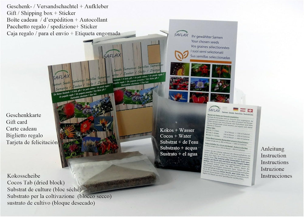 SAFLAX - BIO - Pampeliška - 400 semen - Taraxacum officinale