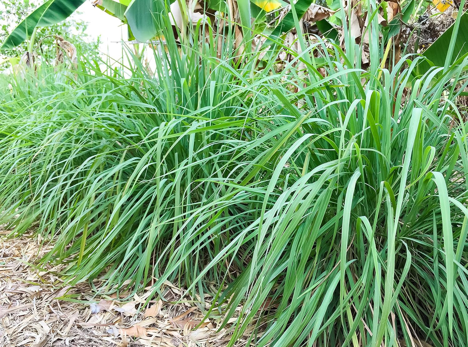 Grass - Zitronengras EC0005 Mehrfarbig
