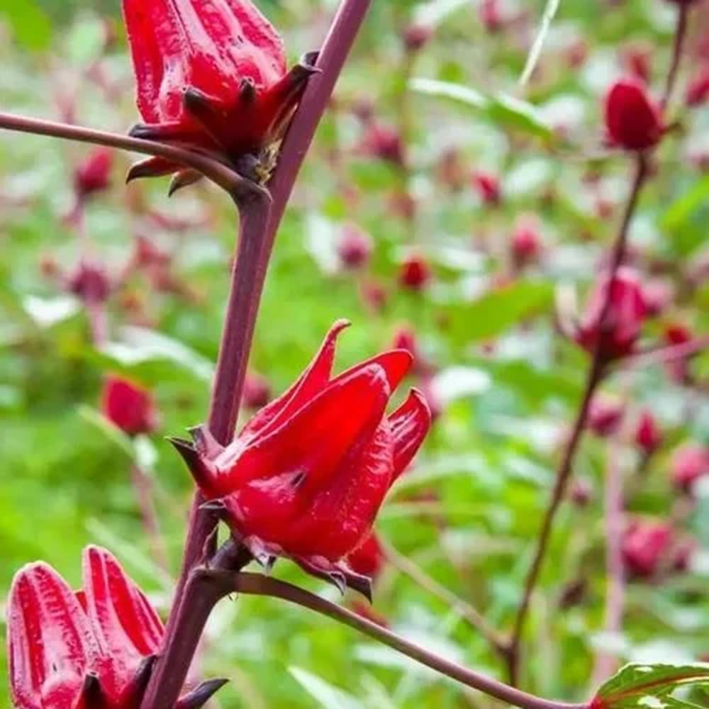 Hibiscus Sabdariffa - Hochbeet Küchenkräuter Balkonpflanzen Exotische Balkon Pflanzensamen Wildkräuter Luftreinigende Zimmerpflanzen Seltene Küchenkräuter Deko Kräuterpflanzen 300Samen