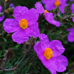Zistrose Zimmerbonsai Schnittblumen Cistus Creticus Garten Baumsamen Bonsai Sommerblumen Balkonpflanzen Frühlingsblumen Exotische Bio Grünpflanzen Gartenpflanzen Winterhart Mehrjährig 300Samen