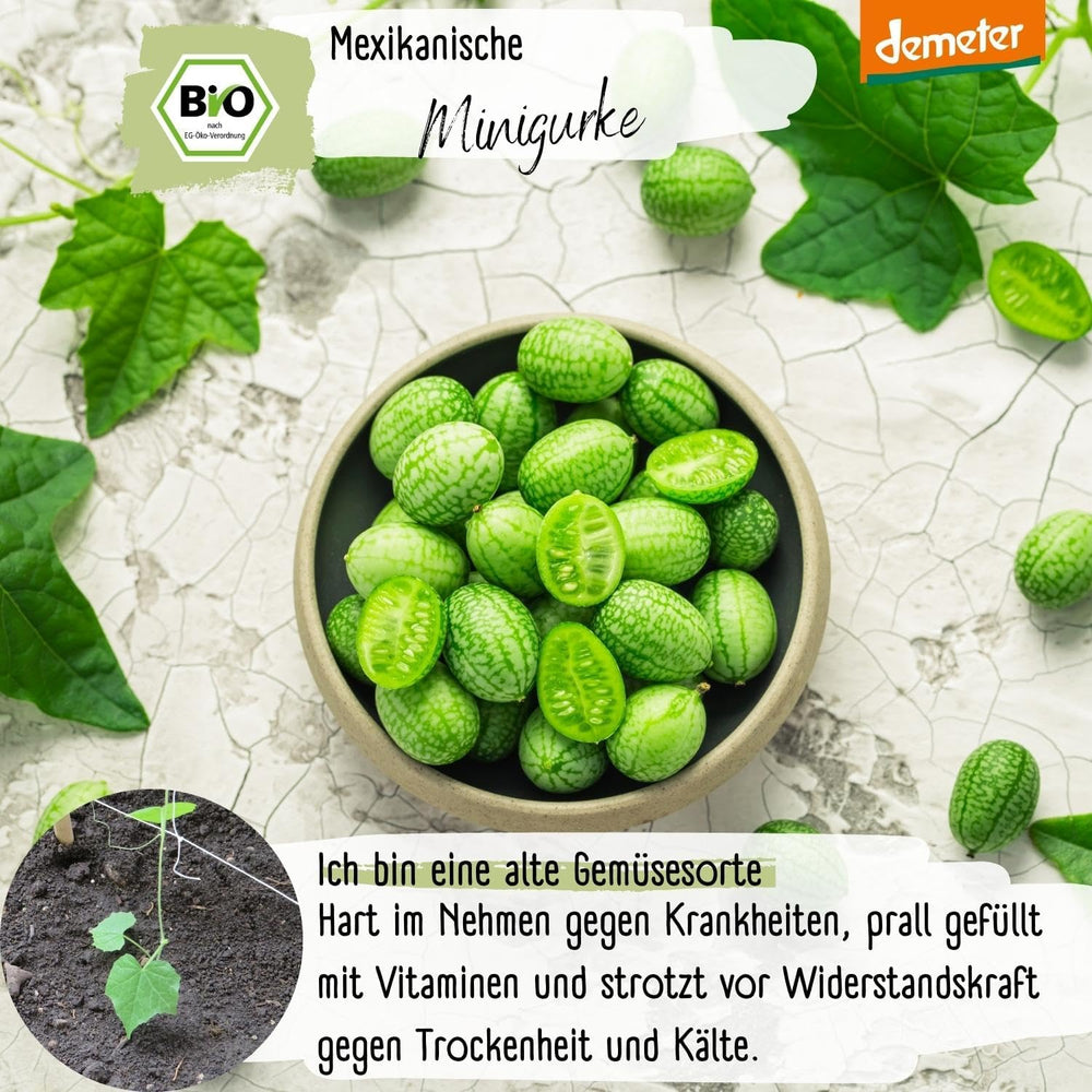 Bio mini semena mexické okurky, 10 svačinových semen okurky, vysoká klíčivost, certifikace Demeter a otevřená opylování | LOVEPLANTS Semena zeleniny na balkónové zahradě - dědičné odrůdy zeleniny