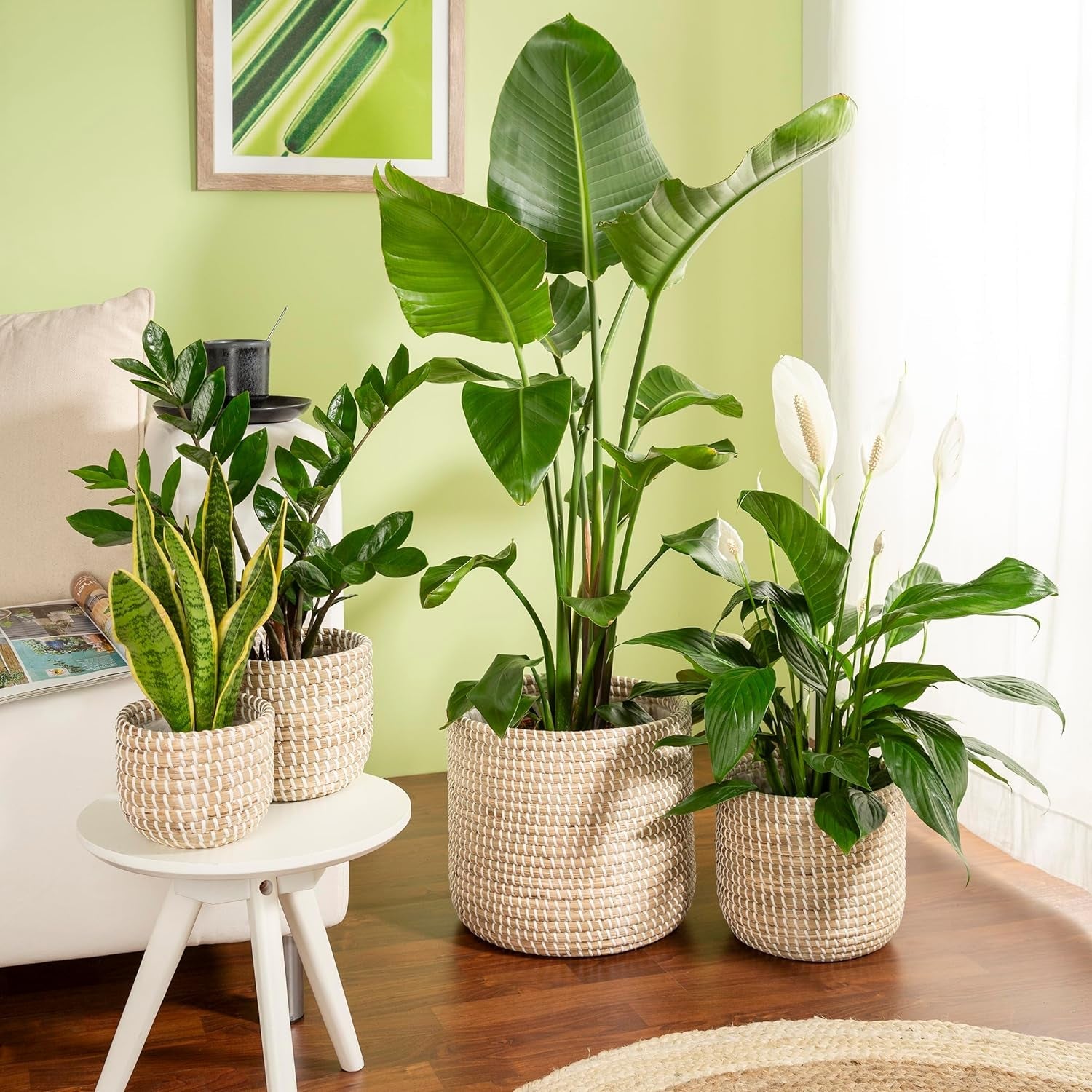 Scheurich Seagrass 17, ghiveci tip coș/ghiveci tip coș din iarbă de mare, culoare: Alb, diametru 17 cm, înălțime 16 cm, volum 3,5 l.