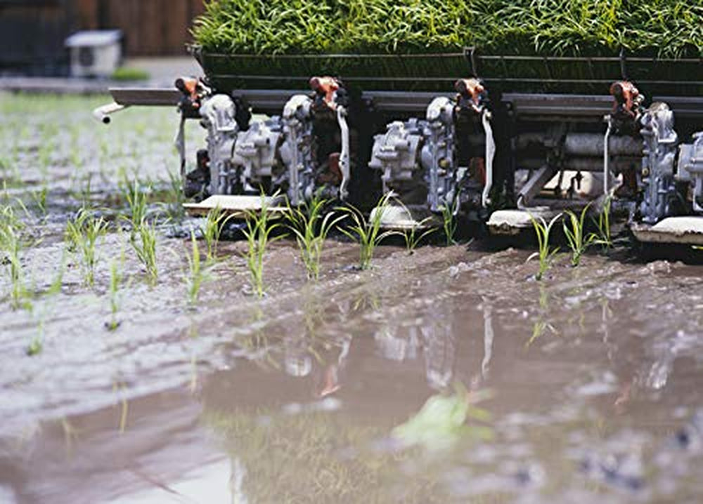 AKAFUJI Sushi Rýže, Akitakomachi, 5000 g