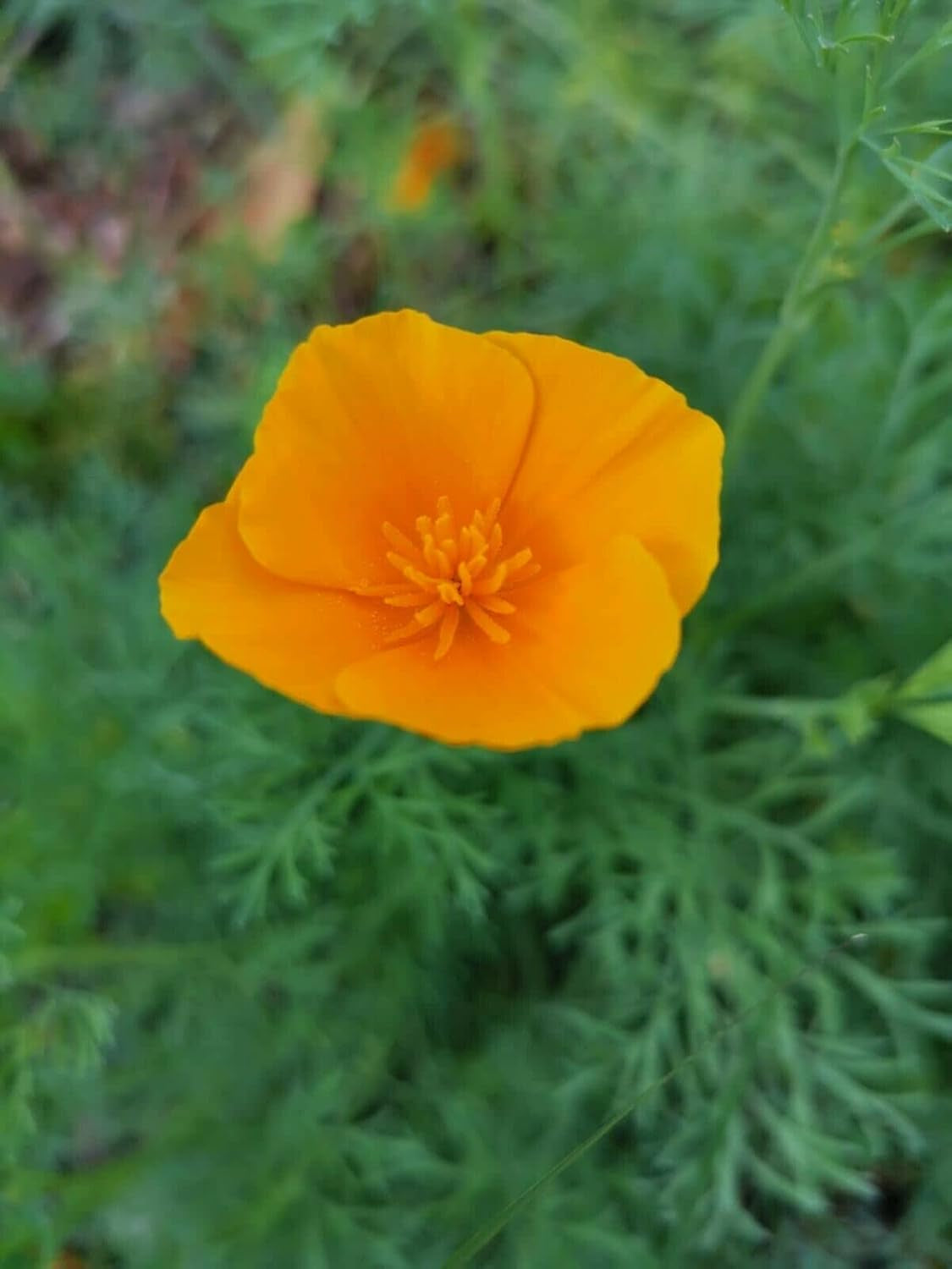 1000 kalifornských máků (Eschscholzia californica), divoká louka, včelí pastviny.