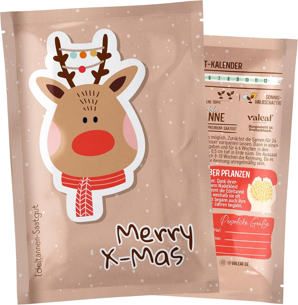 Vánoční strom 2030 - Nordmann semena vánočního stromku pro zasazení vánočního stromku, ideální jako vánoční dárek Secret Santa