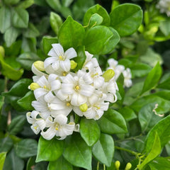 Murraya Exotica, Balkonpflanzen Kräutersamen, Stauden Winterhart Mehrjährig Bio Kräutergarten Geschenk Sträucher Garten Pflanzensamen 120Samen