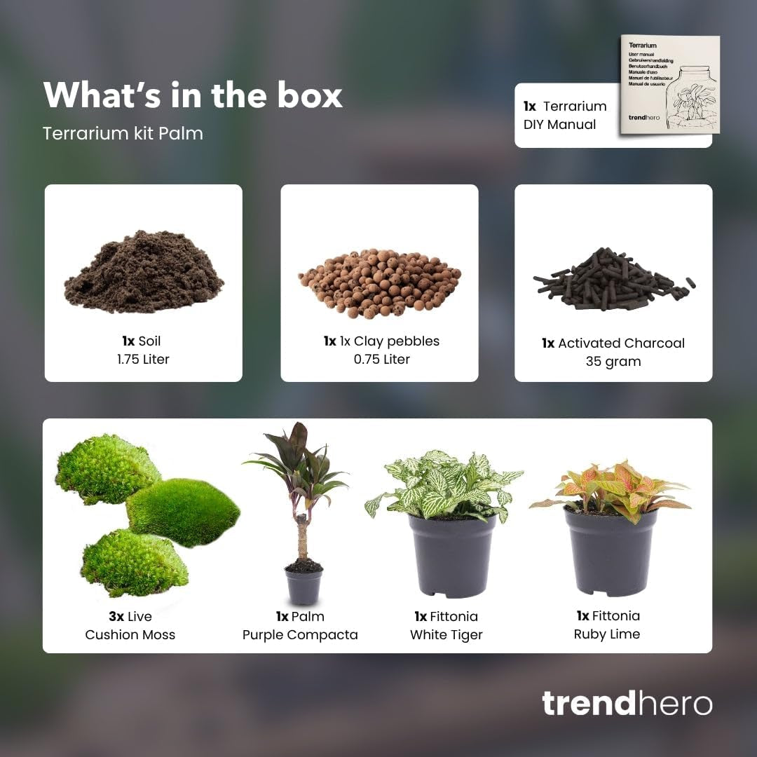Urbanjngl - Palm Terrarium Start- Und Nachfüllpaket – 3 Terrarienpflanzen Für DIY – Ideal Für Anfänger – Perfekte Ergänzung Für Ihr Zuhause – Pflegeleicht Und Dekorativ