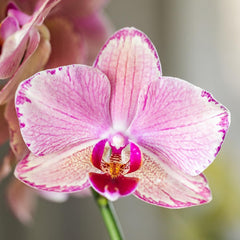 Kolibri Orchids | Orange Rosa Phalaenopsis Orchidee - Jewel Pirate Picotee - Topfgröße Ø12Cm Blühende Zimmerpflanze - Frisch Vom Züchter