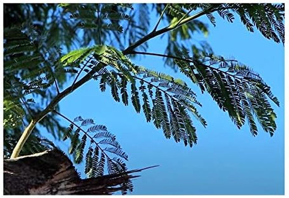 Stk - 20X Acacia Senegal Akazie Gummiarabikum Baum Pflanzen - Samen ID51 -
