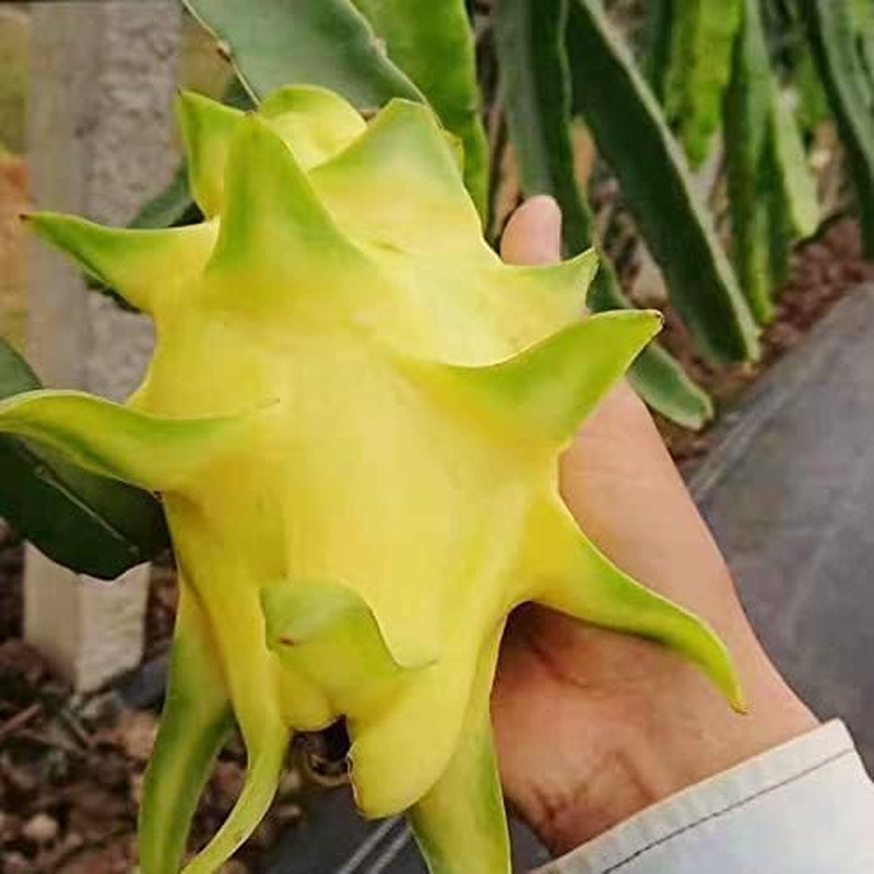 3 Pitaya-Pflanzen, Verschiedene Sorten, Gelb, Rot, Weiß, 30 – 40 Cm, Drachenfrucht, Zamoran, Guyute, Golden Yellow Vivaio Amazonseeds