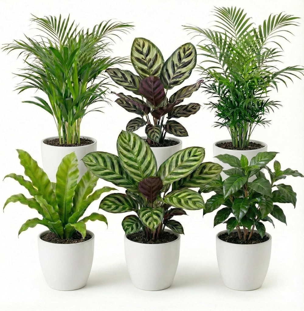 Luftreinigende Pflanzen – 6Er Set Echte Zimmerpflanzen Mit Seegras Töpfen – Tierfreundliche Und Pflegeleichte Grünpflanzen – Ideal Für Wenig Licht – Ø 12 Cm ↥ 40 Cm
