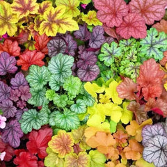 Heuchera - Purpurglöckchen Blumensamen Gastgeschenk Bodendecker Gartenkräuter Immergrüne Sträucher Hecken Steingartenpflanzen Wildblumen Heilkräuter Garten Geschenk 50Samen
