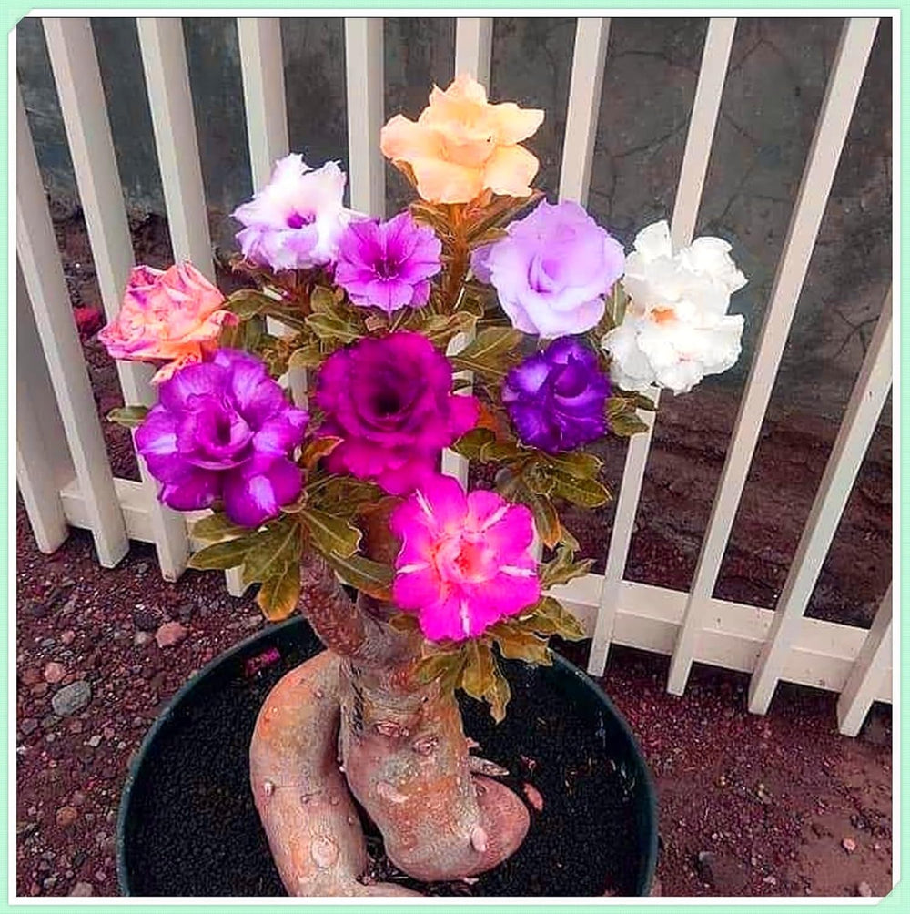 Směs cibulovin, mysteriózní kouzelná cibulka, mrazuvzdorná výsadba, mrazuvzdorná trvalka, mrazuvzdorné cibuloviny – 3 cibule orchidejí