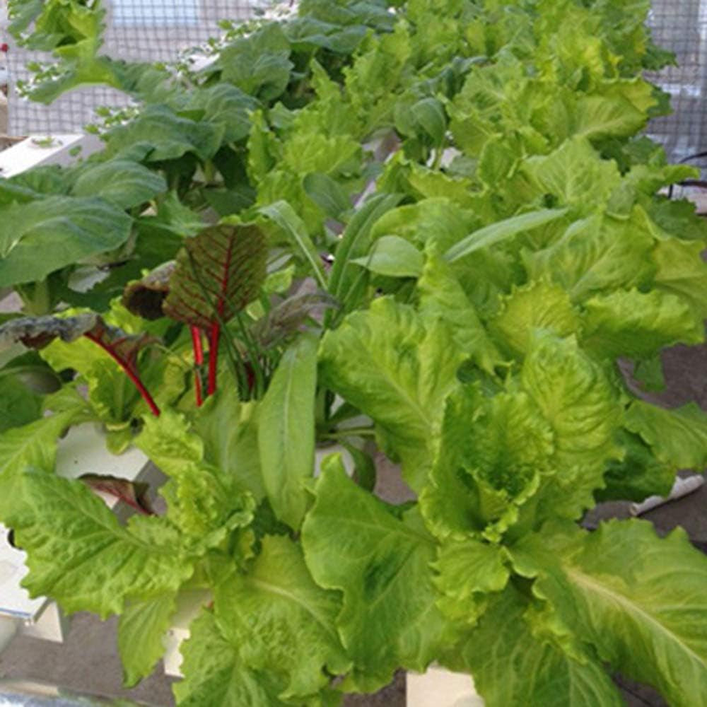 1vrstvá sada pro hydroponické pěstování s 54 květináči, systémy pro pěstování bez půdy z PVC s vodní pumpou, sady pro hydroponické pěstování pro pěstování zeleniny a ovoce na balkónech, zahradách, terasách a dvorcích