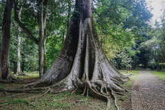 15 Samen Kapokbaum Ceiba Pentandra Exot Riesen Baum Regenwald Seidenwollbaum