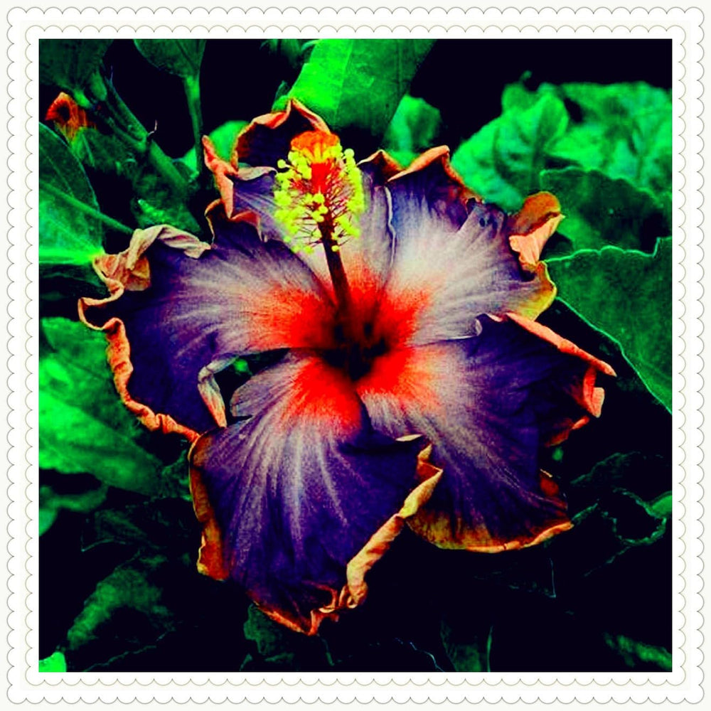 Směs cibulovin, mysteriózní kouzelná cibulka, mrazuvzdorná výsadba, mrazuvzdorná trvalka, mrazuvzdorné cibuloviny – 3 cibule orchidejí