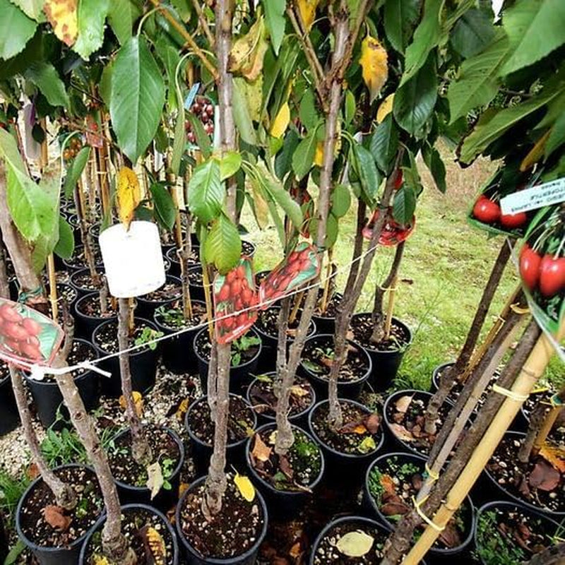 Sauerkirschbaum Amarena Montmorency – Obstpflanze Im Topf Ø 24/26 Cm, Höhe 160-180 Cm, Alter: 4 Jahre – Italienische Baumschule