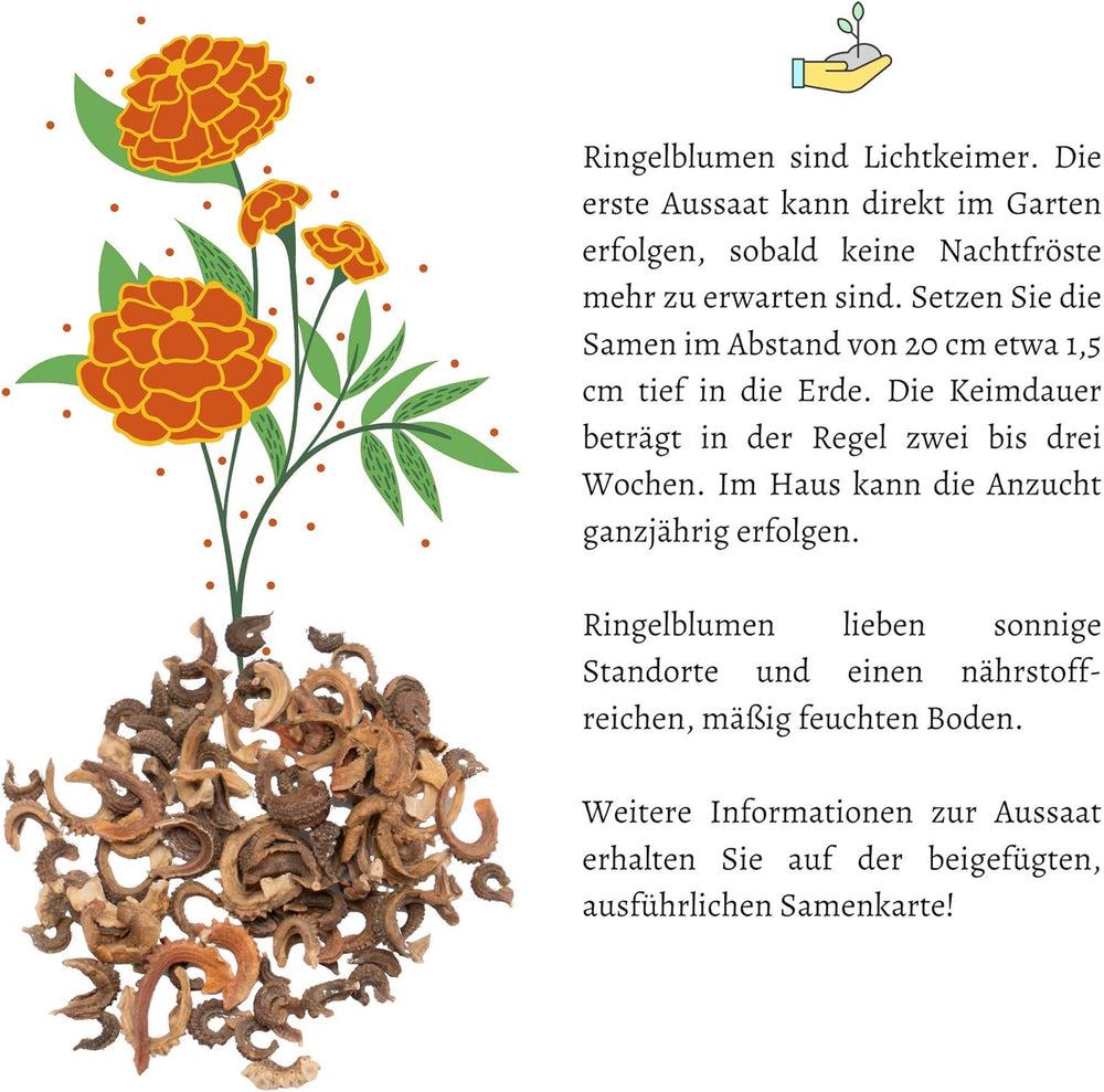 Semena měsíčku lékařského (Calendula officinalis) - Všestranná léčivá rostlina s jedlými květy a ideální pro barevné květinové louky (Abendrot)