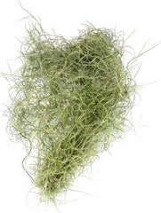 Tillandsia Luft Pflanzen Kollektion Innen Haus Pflanze Blume Für Geschenk Sonder Anlass - Tillandsia Usneoides