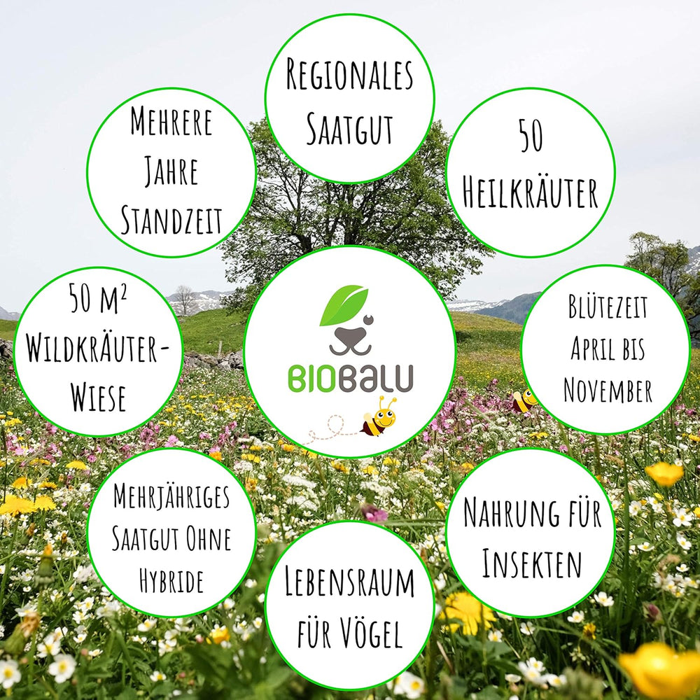 Wilde Apotheke - 50 Traditionelle Heilkräuter Samen - Bienenfreundliche Wildblumenwiese, Wildkräuter Samen Mehrjährig & Regional, Arzneipflanzen Saatgutmischung 30 G