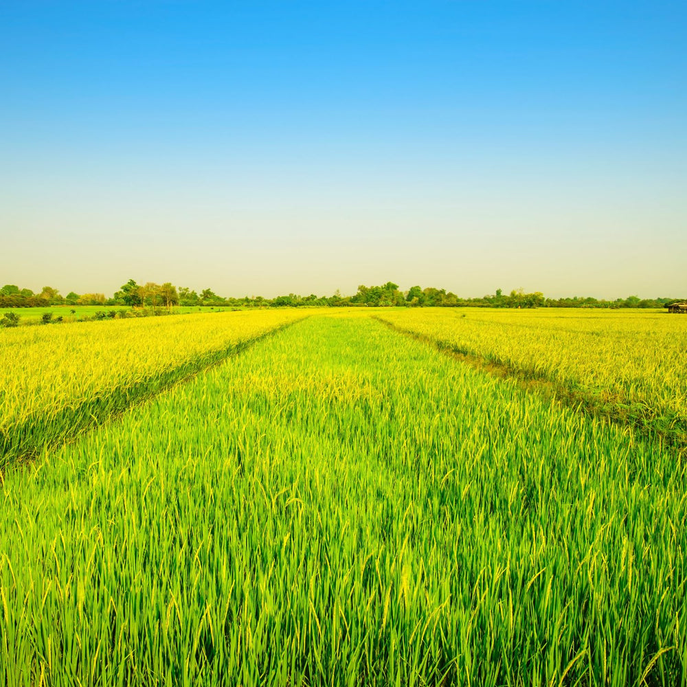 - Langkornreis USA Styl - 1 X 20 KG