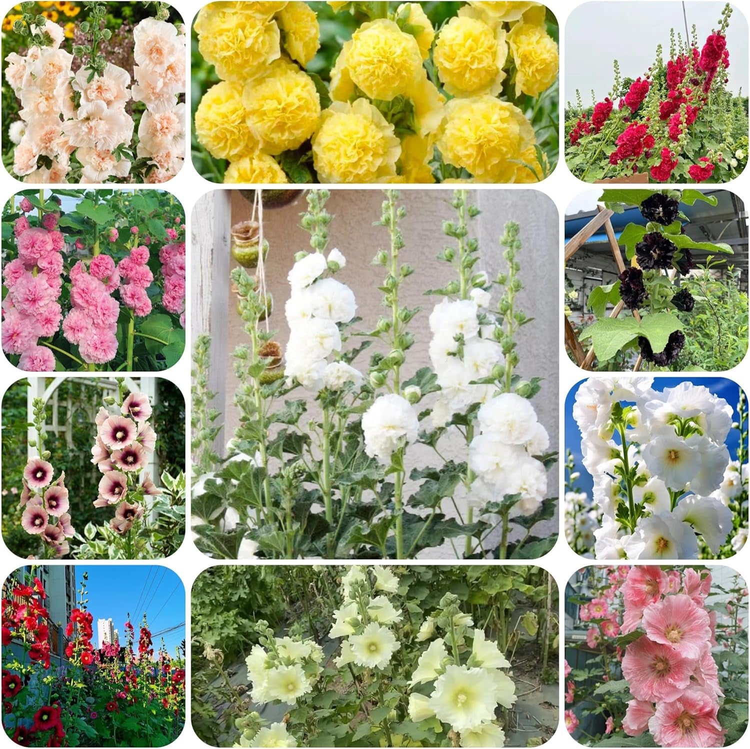 Stockrose - Stockrosensamen Bio Balkon Blumendeko Stockrosen Gartendeko Für Draußen Kräuterpflanzen Balkonpflanzen Ausgefallene Geschenke Topfpflanzen Draußen Winterhart 650Samen
