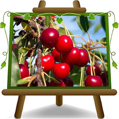 Süßkirschbaum Bigarreau Moreau – Obstpflanze Im Topf Ø Ab 24/26 Cm, Höhe 160-180 Cm, Alter: 4 Jahre – Italienische Baumschule