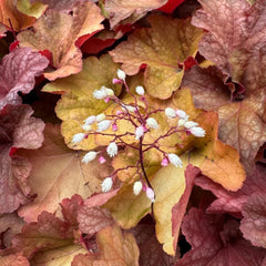 Heuchera - Purpurglöckchen Schnell Wachsende Sträucher Hochbeet Sträucher Winterhart Blühend Zimmerpflanzen Gartenpflanzen Blumensamen Gastgeschenk Steingartenpflanzen Wildblumen 450Samen