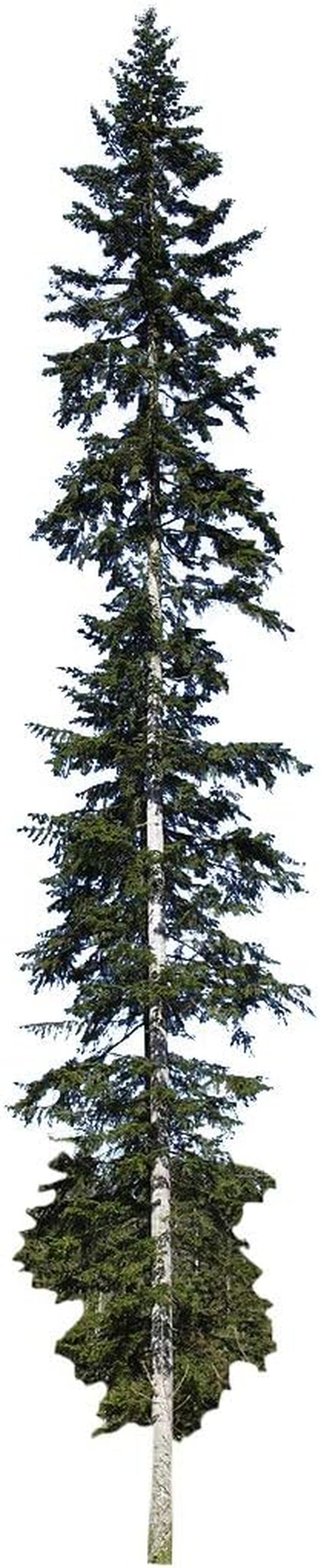 Weißtanne -Abies Alba- 1000 Samen >Frisches Saatgut< Auch Silbertanne Genannt