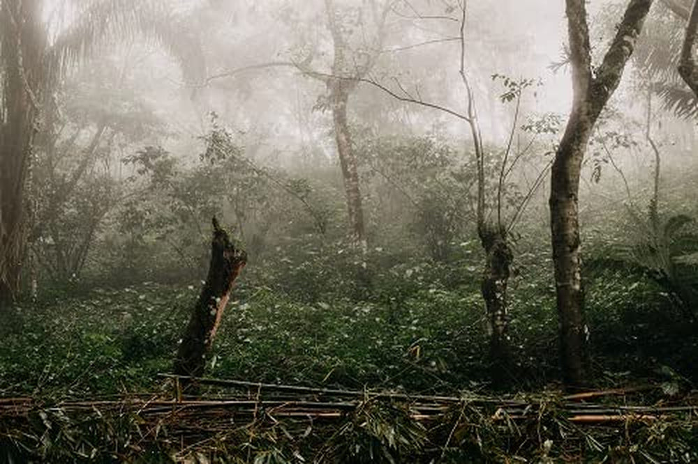 Cafea Arabica mexicană Procurador 1000g