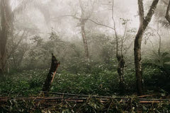 Cafea Arabica mexicană Procurador 1000g