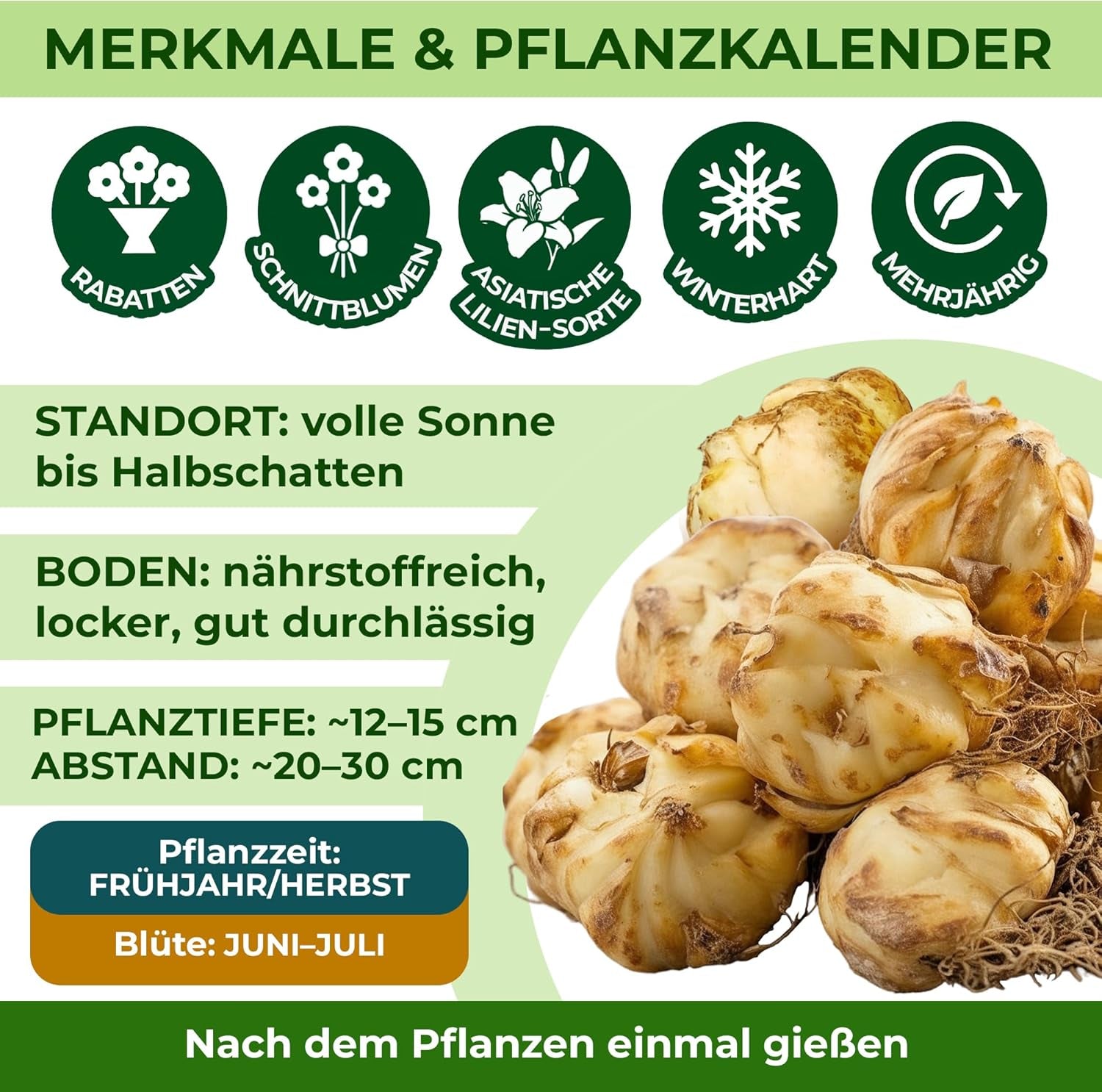Vytrvalé cibulky lilie - Orientální lotosový mix - 10 cibulí - Exkluzivní holandské květinové cibulky - Pro zahradu a květináče (velké bezsemenné cibulky, ne umělé)