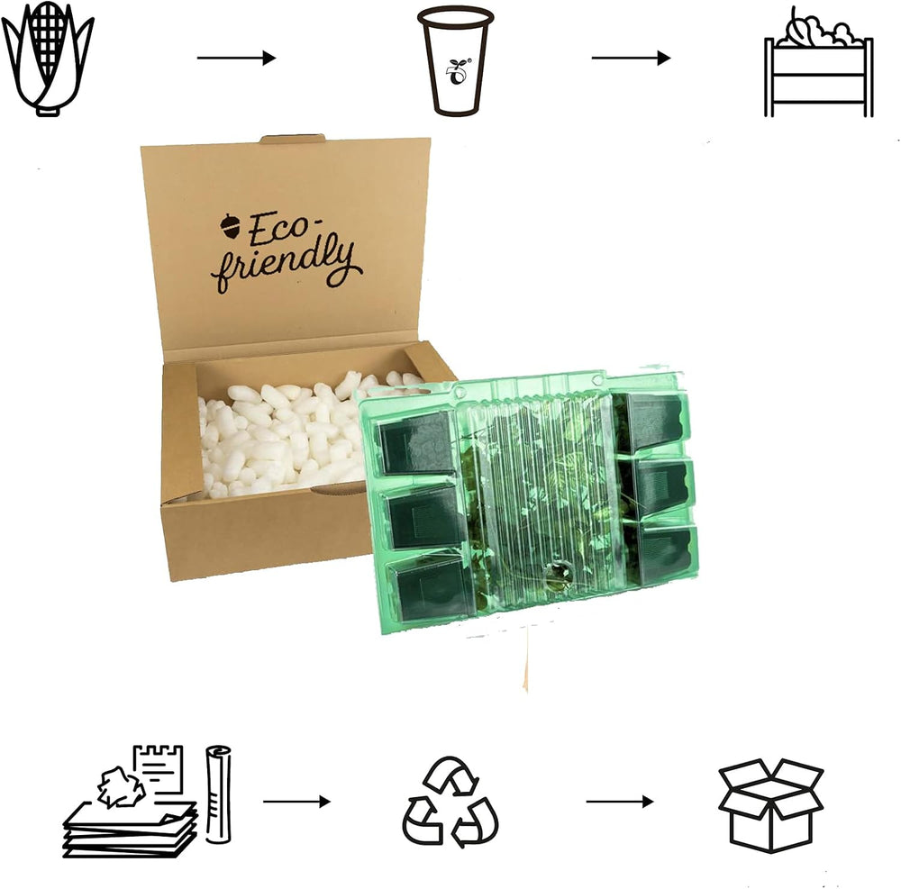 6 x Garten Scheinsonnenhut 'Doubledecker' - Echinacea Purpurea 'Doubledecker' Květináč 9x9cm: Doppelte Blüten, einzigartige Optik, zieht Bienen an, ideal für Gärten.