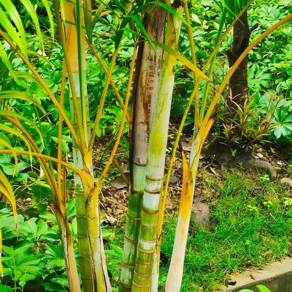 Goldfruchtpalme, Immergrüne Winterhart Dypsis Lutescens, Pflanzensamen Indoor Zimmerpflanzen Topfpflanze Grünpflanzen 250Samen