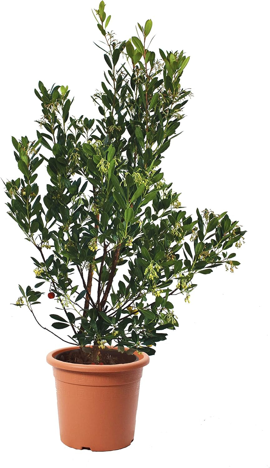 KENTIS - Jahody (Arbutus unedo) – Odolné rostliny do zahrady – Stálezelená, pravá rostlina – Výška 80-100 cm, Ø květináče 24 cm