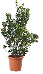 KENTIS - Jahody (Arbutus unedo) – Odolné rostliny do zahrady – Stálezelená, pravá rostlina – Výška 80-100 cm, Ø květináče 24 cm
