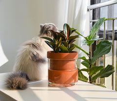 Ghiveci cu auto-udare, 15,2 cm, ghiveci din teracotă cu rezervor de sticlă pentru plante de apartament, ierburi aromatice, flori, 52-AF