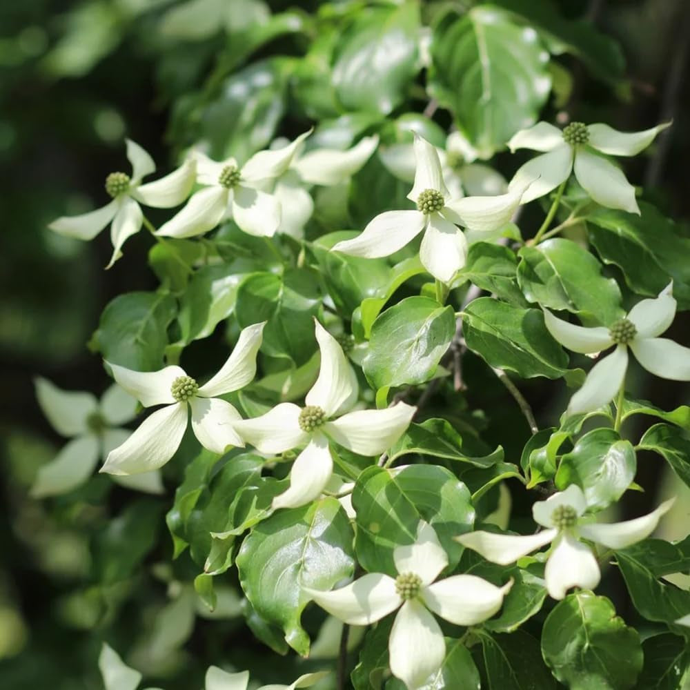 Hartriegelsamen, Cornus Kousa, Sträucher Winterhart Für Draußen Winterhart Wildblumensamen 100Pcs