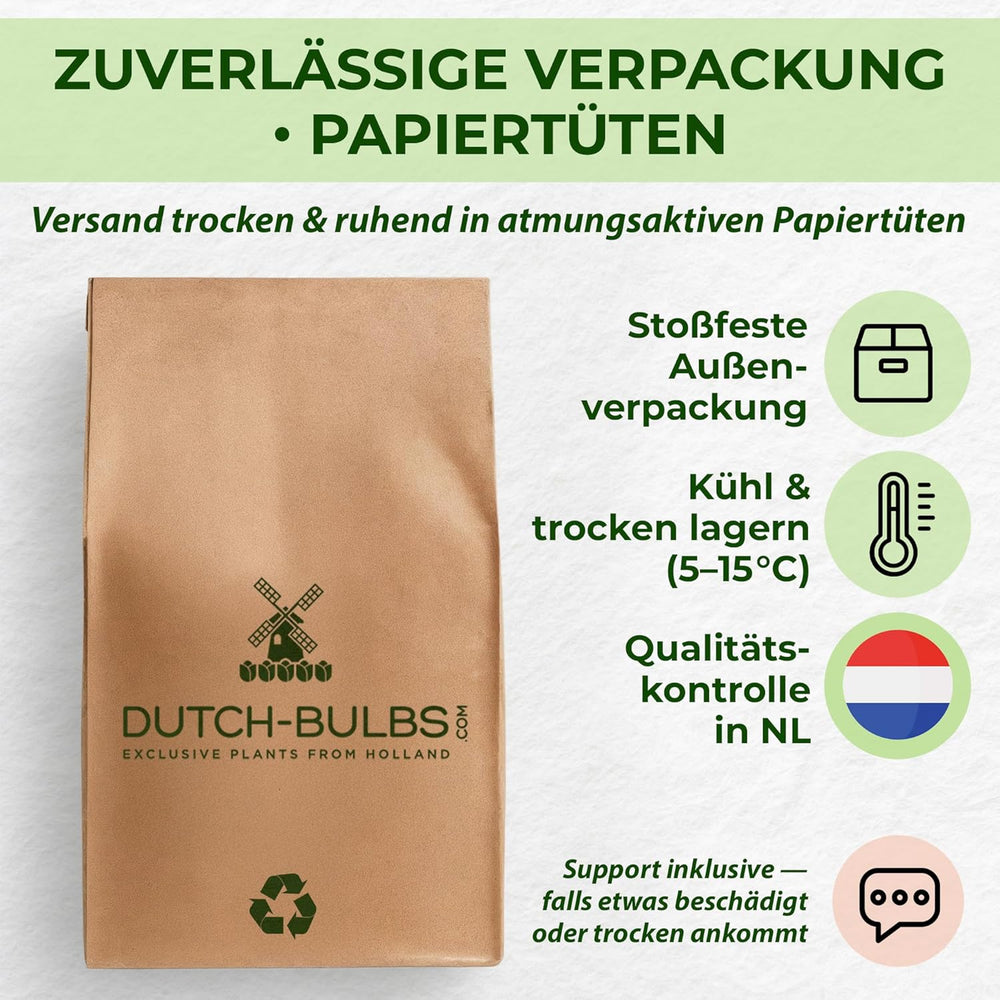 Vytrvalé cibulky lilie - Orientální lotosový mix - 10 cibulí - Exkluzivní holandské květinové cibulky - Pro zahradu a květináče (velké bezsemenné cibulky, ne umělé)