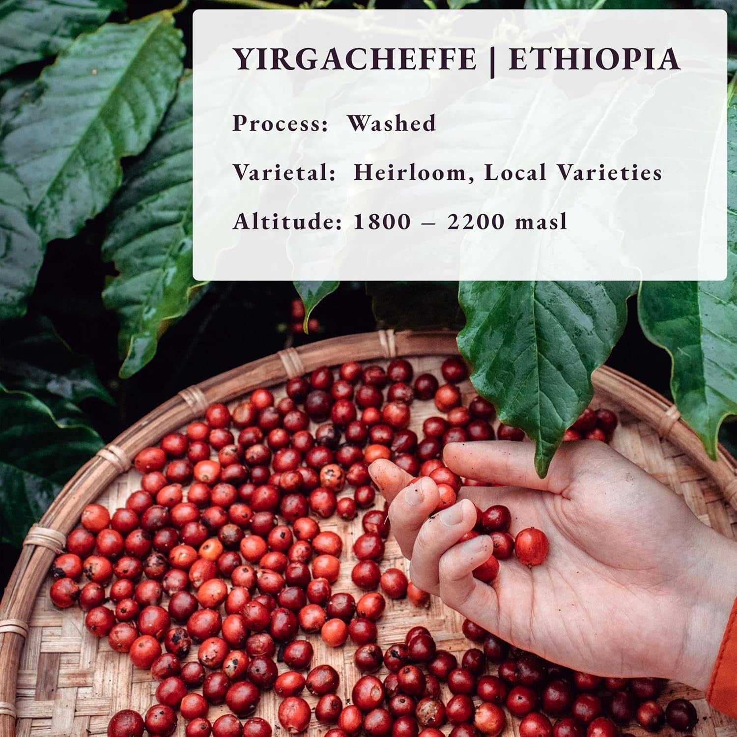 Roasted After Order ~ Freshest Specialty Coffee Beans | 80 CUP Roastery | Ethiopia Yirgacheffe, Single Origin(1kg) Spezialitäten Kaffeebohnen, Frisch Geröstet