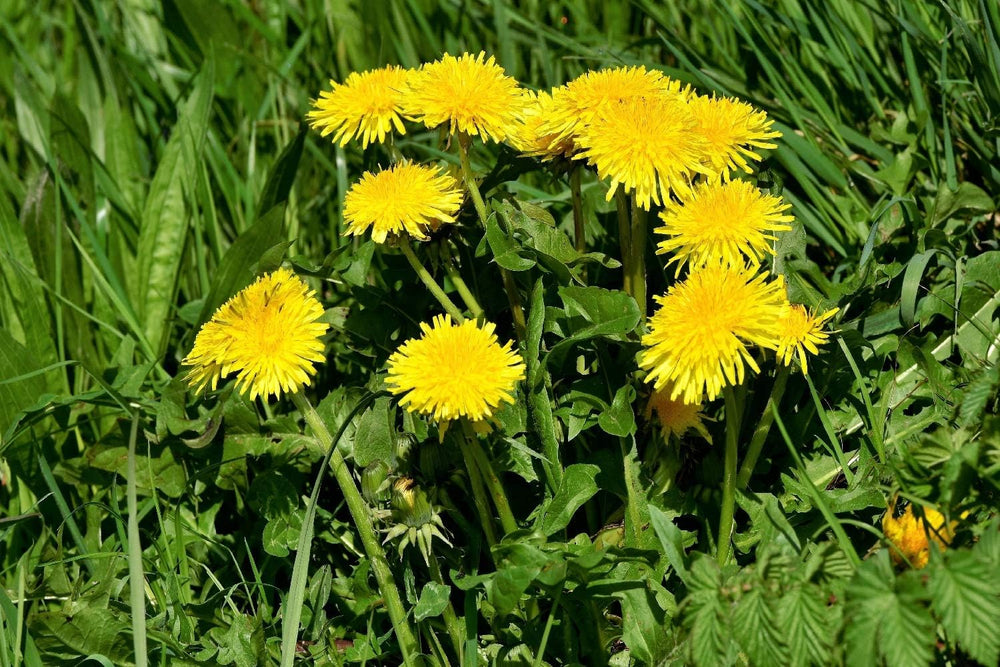 SAFLAX - BIO - Pampeliška - 400 semen - Taraxacum officinale