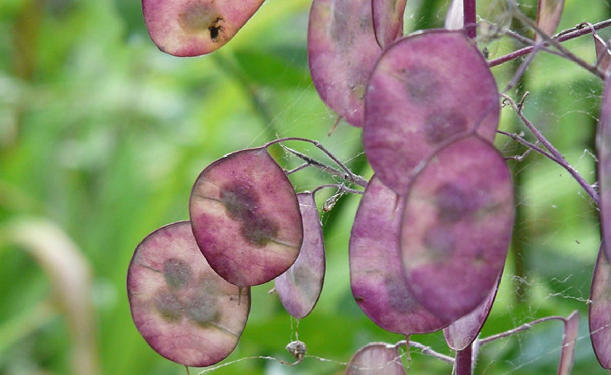 25 semen pro Papes - starověká zahradní kvetoucí rostlina - reprodukovatelná semena pro farmáře, polodivoké